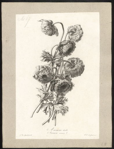 Anémone double. Anemone coronaria L.