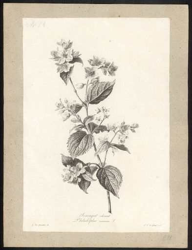 Seringat odorant. Philadelphus coronarius L.