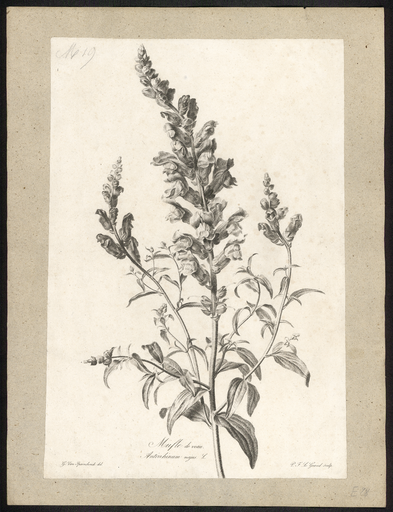 Mufle de veau. Antirrhinum majus L.