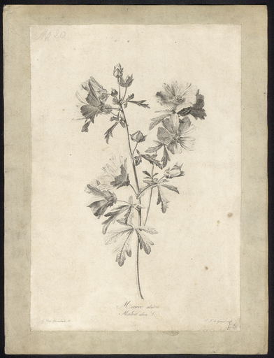 Mauve alcée. Malva alcea L.