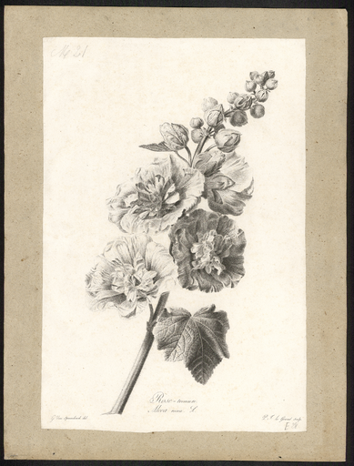 Rose - trémière. Alcea rosea L.