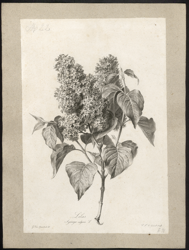 Lilas. Syringa vulgaris L.
