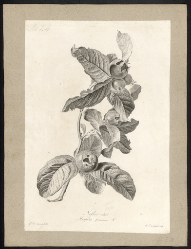 Néflier cultivé. Nespilus germanica L.