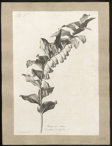 Sceau de Salomon. Convallaria multiflora L.