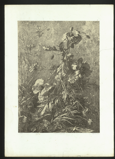 [Pavot, plantain lancéolé, bleuet]