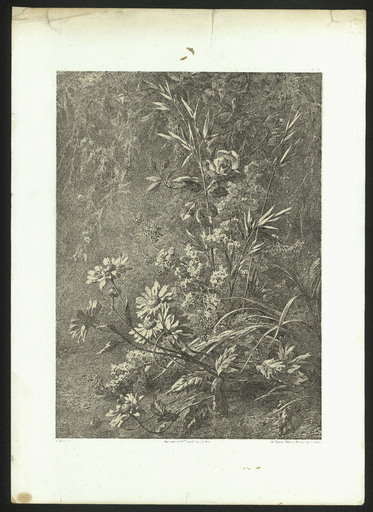 [Marguerite, reine des prés, rose et folle avoine]