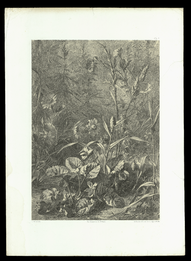 [Violette, marguerite et houlque laineuse]