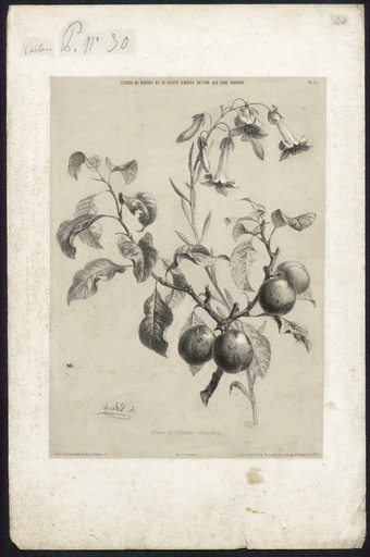 Prunes et cotylédon tuberculeux