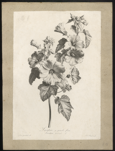 Lavatere a grandes fleurs. Lavatera trimestris L.