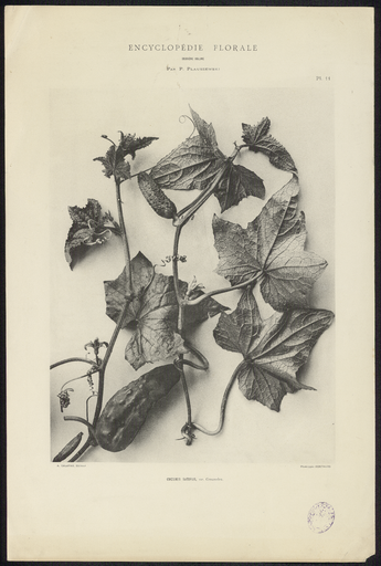 Cucumis sativus, var. Concombre. Encyclopédie florale deuxième volume