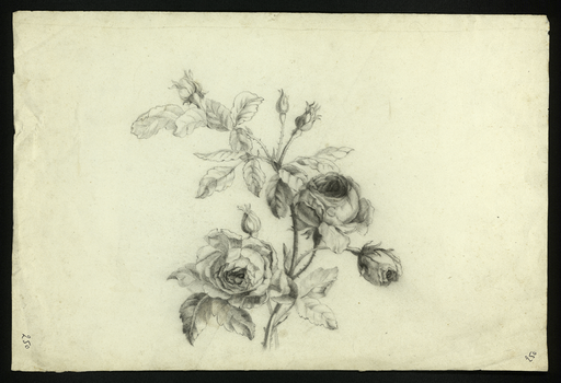 [Tige de roses épanouies et en boutons]