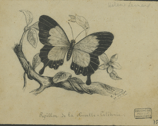 Papillon de la Nouvelle-Calédonie