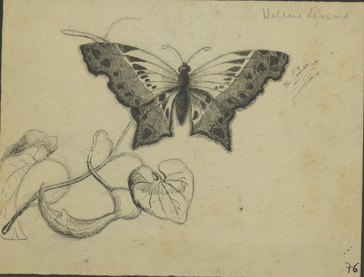 [Papillon sur un tige de cyclamen]